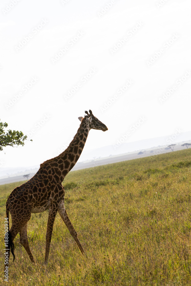 Obraz premium The giraffe (Giraffa), genus of African even-toed ungulate mammals, the tallest living terrestrial animals and the largest ruminants, part the Big Five game animals in Serengeti, Tanzania