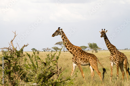 The giraffe (Giraffa), genus of African even-toed ungulate mammals, the tallest living terrestrial animals and the largest ruminants, part the Big Five game animals in Serengeti, Tanzania © anca enache