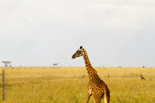The giraffe (Giraffa), genus of African even-toed ungulate mammals, the tallest living terrestrial animals and the largest ruminants, part the Big Five game animals in Serengeti, Tanzania