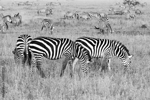 Zebra species of African equids  horse family  united by their distinctive black and white striped coats in different patterns  unique to each individual in Serengeti  Tanzania