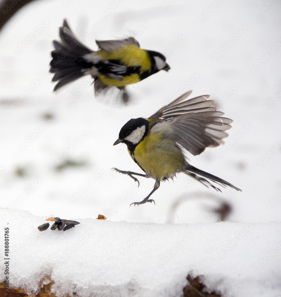 Naklejka premium Sikora w lesie