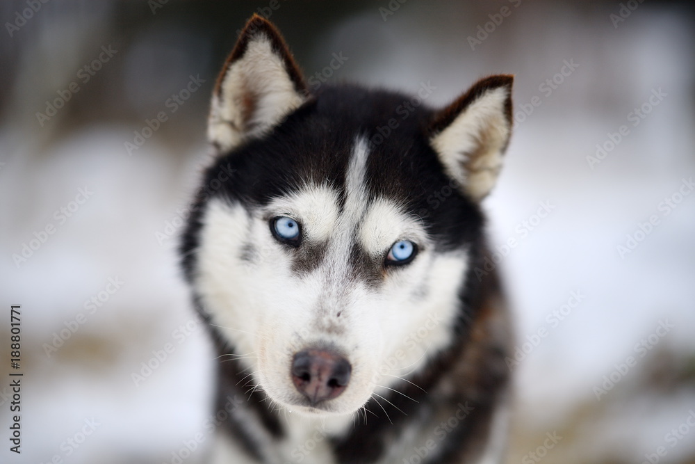 TUSNAD, ROMANIA - january 30: portrait of dogs  participating in the Dog Sled Racing Contest. On January 30, 2017 in TUSNAD, Romania