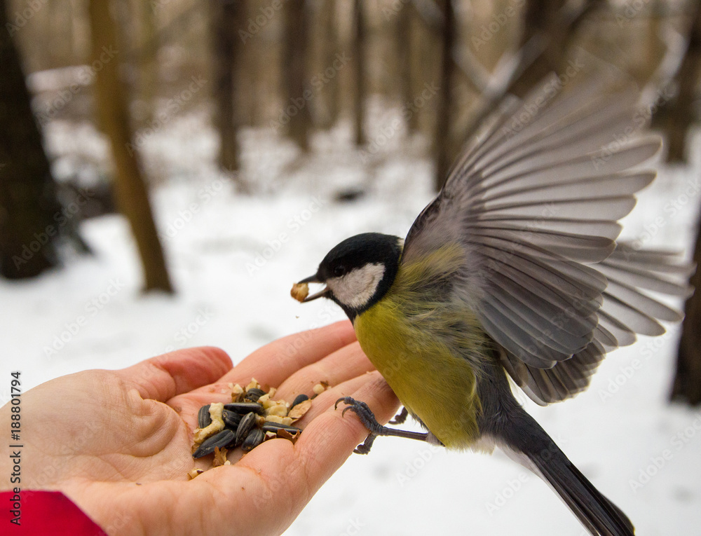 Naklejka premium Tit in the woods