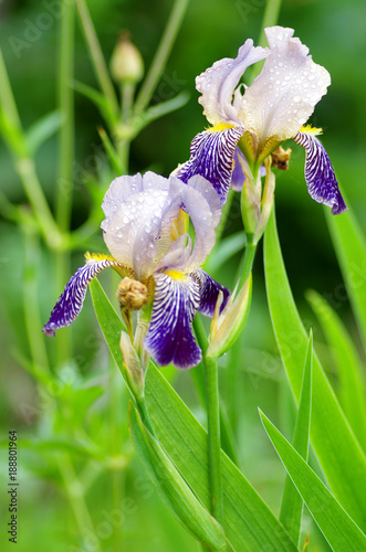 Fototapeta Naklejka Na Ścianę i Meble -  drops, petal, flower, plant, rain, freshness, texture, background, iris