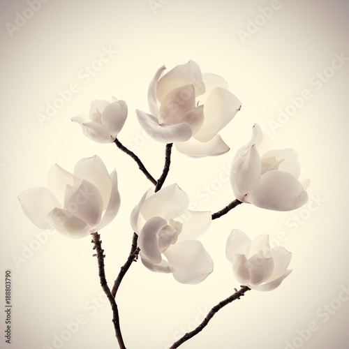 rama de magnolias