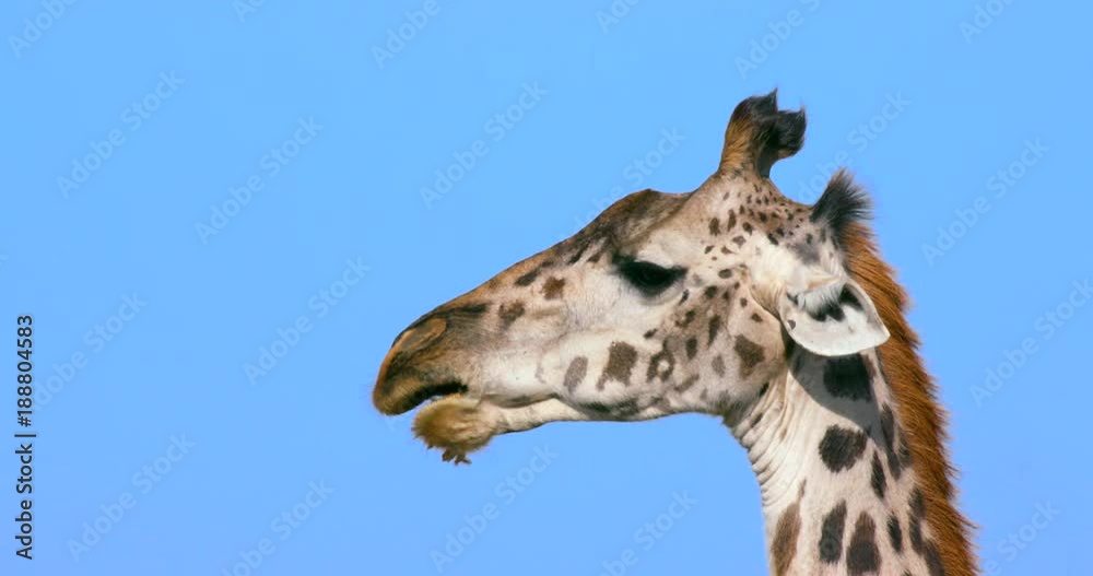 Masai Giraffe Chewing Stick; Maasai Mara 7 Sept 16 Am; Maasai Mara, Kenya, Africa Masai Giraffe Chewing Stick; Maasai Mara 7 Sept 16 Am; Maasai Mara, Kenya, Africa