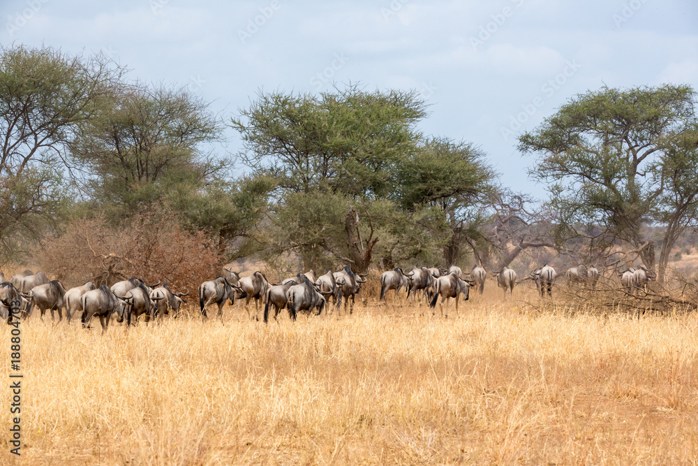 Fototapeta premium Gnuherde auf der Wanderschaft nach Norden - Serengeti