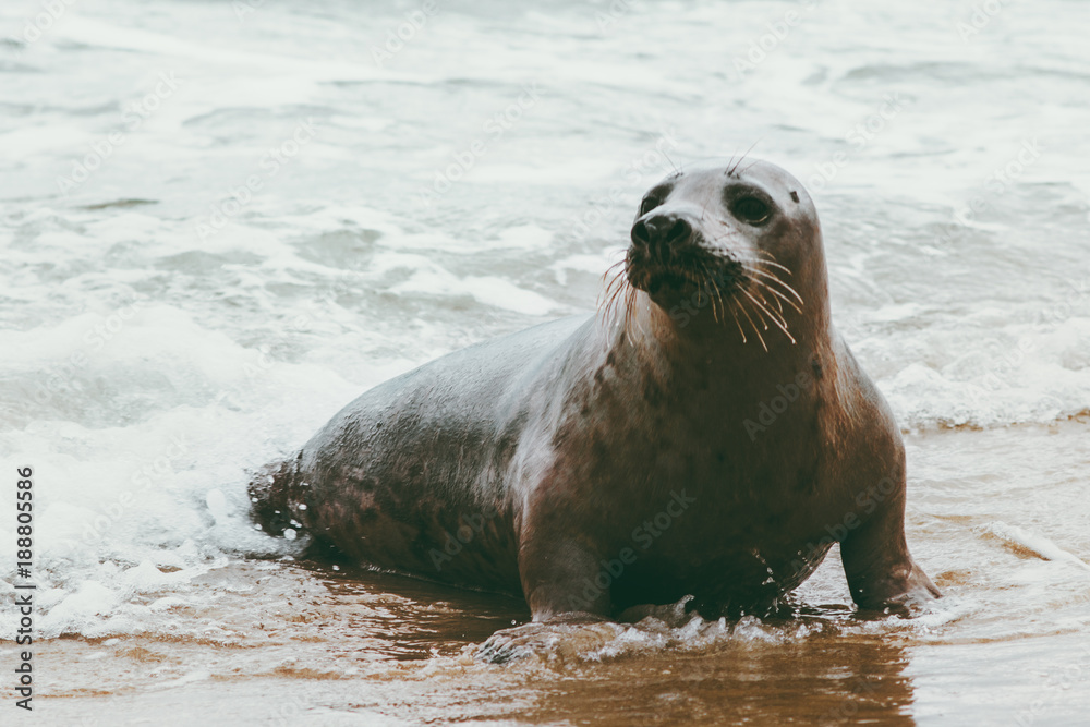 Obraz premium Seal funny animal on Grenen seaside in Denmark phoca vitulina wildlife ecology protection concept arctic sealife.