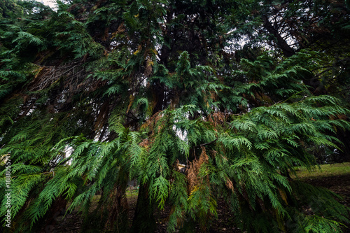 natural backdrop with juniper branches bottom view