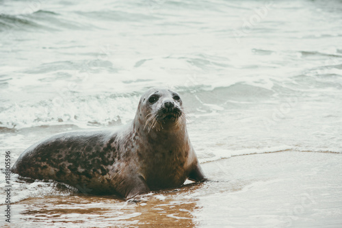 Seal funny cute animal relaxing on sandy beach in Denmark phoca vitulina wildlife ecology protection concept sealife of Scandinavia.