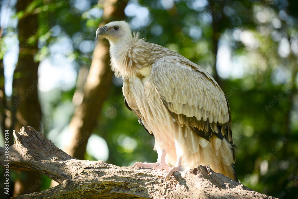 Himalayan griffon vulture