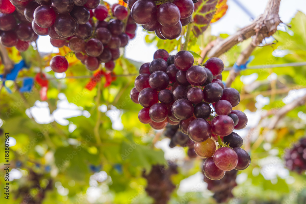 Fresh red grapes vine on plant and summer sun light.