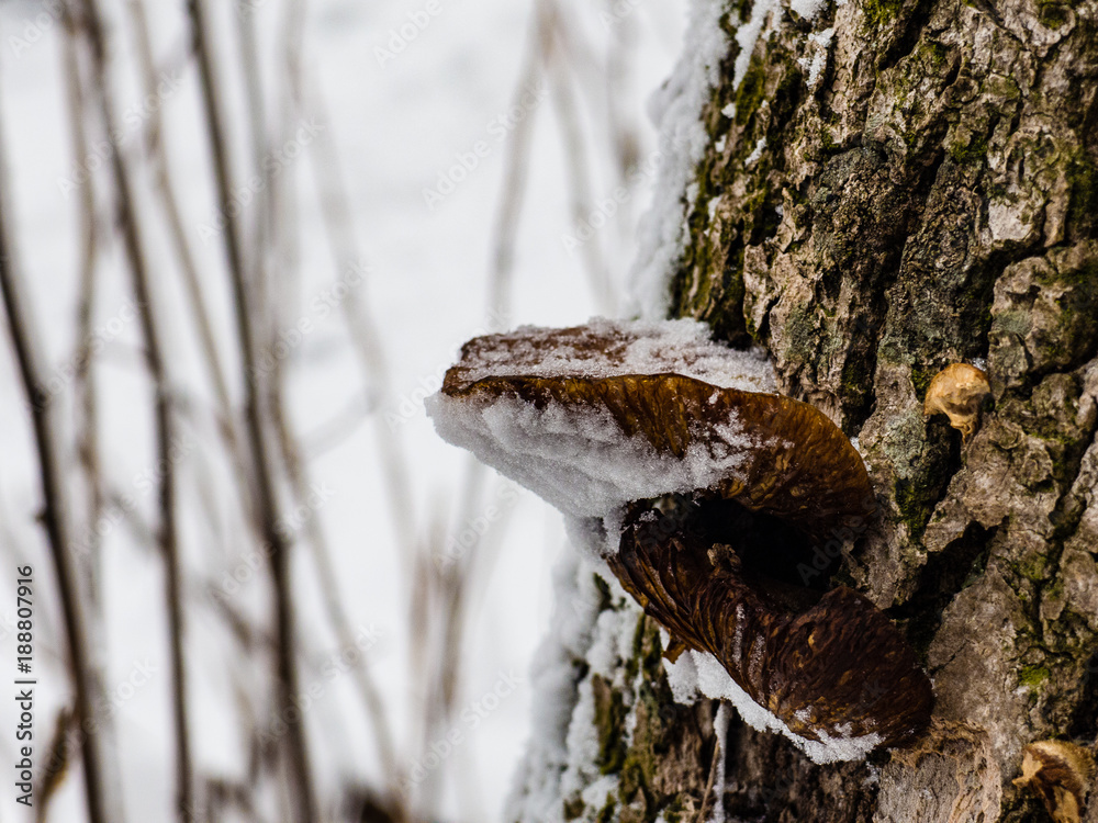 Beautiful unusual frozen fungus on tree bark Beautiful unusual frozen fungus on tree bark