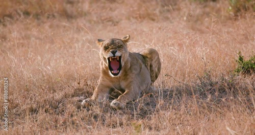 Lioness Yawning; Maasai Mara 2nd Sept 16; Maasai Mara, Kenya