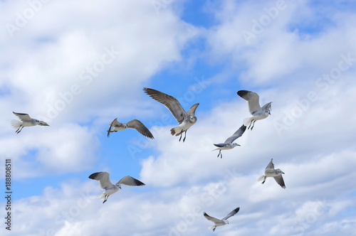 Bird of the seagull in the sky © vizland