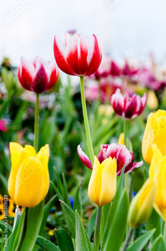 Fototapeta Naklejka Na Ścianę i Meble -  Various colorful Tulips