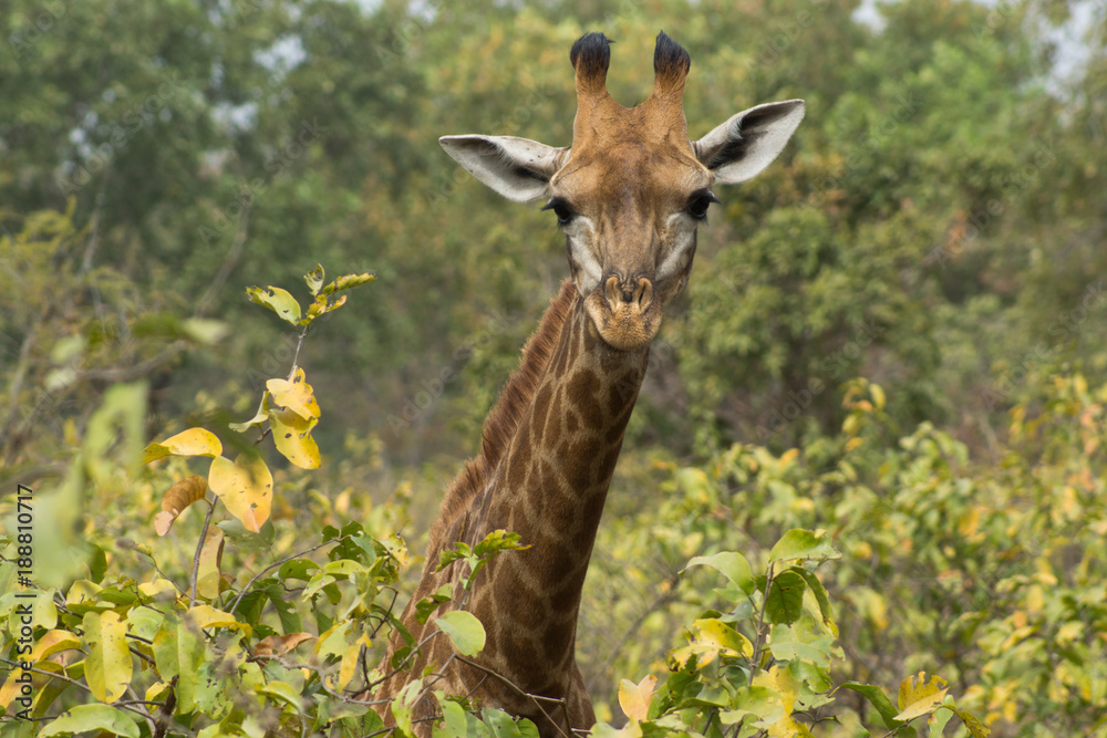 A wild giraffe in Senegal, Africa