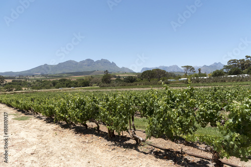 Beyerskloof Vineyards at Koelenhof Stellenbosch Western cape South Africa. December 2017. Vines with a backdrop of the Simonsberg  mountain photo