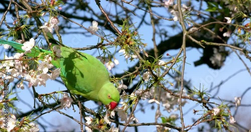 Rose Ringed Parakeet On Cheery Blossom Tree; London March Saturday; St James'S  Park, London photo