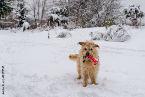 Pies z zabawką na śniegu