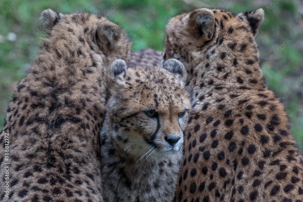 Fototapeta premium Cheetah