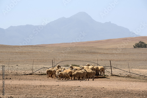 Swartland region of the Western Cape South Africa. December 2017. Sheep grazing in the wheatlands photo