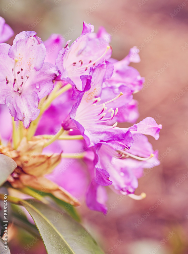 Fototapeta premium Blooming pink rhododendron in the garden