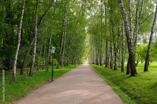 Beautiful avenue of birch trees in early fall in the estate of Leo Tolstoy at Yasnaya Polyana, Tula region, Russia. It leads from the gate of the estate to the writer's house