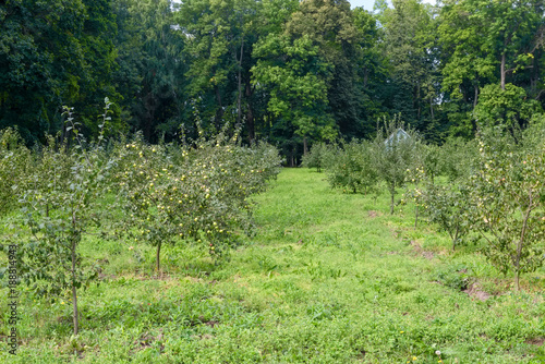 Orchard or garden of apple trees in the summer against the background of large trees photo