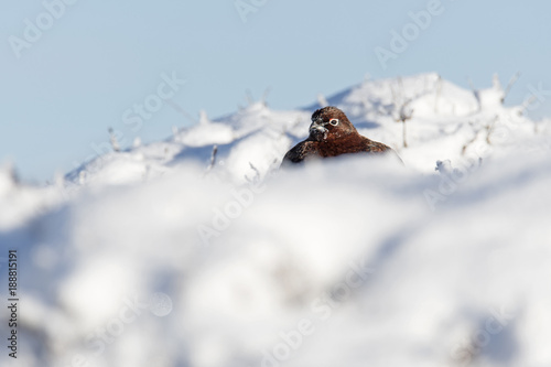 Obraz na plátně Female Red Grouse on snow covered Lammermuir Hills in East Lothian (Lagopus lago