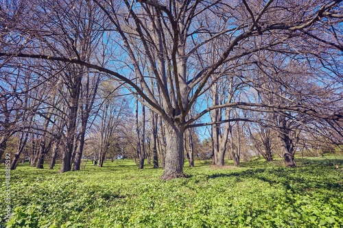 spring forest trees. nature green wood