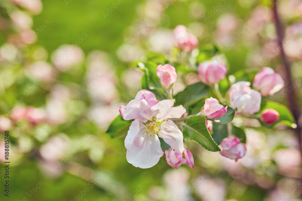 blossoming apple tree with white flowers blossoming apple tree with white flowers