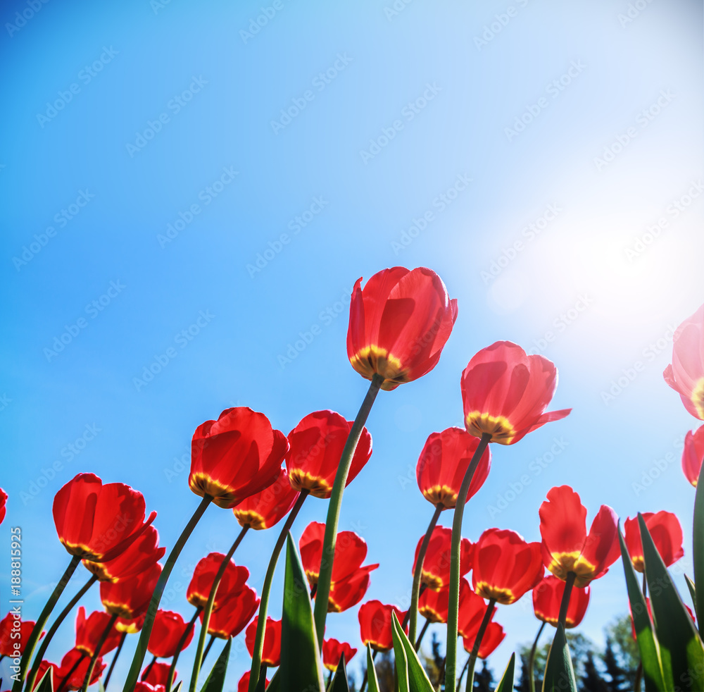 Fototapeta premium red tulips under the spring sun on a background of blue sky. A place in the sky you can use for your text