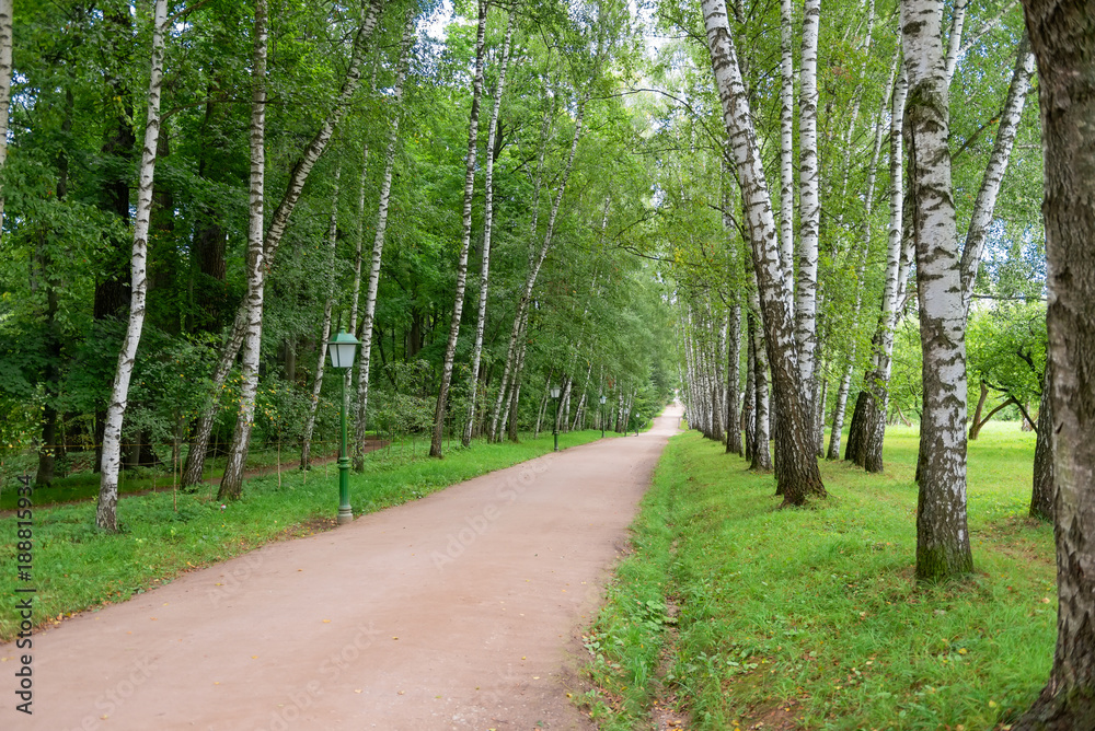 Fototapeta premium Beautiful avenue of birch trees in early fall in the estate of Leo Tolstoy at Yasnaya Polyana, Tula region, Russia. It leads from the gate of the estate to the writer's house