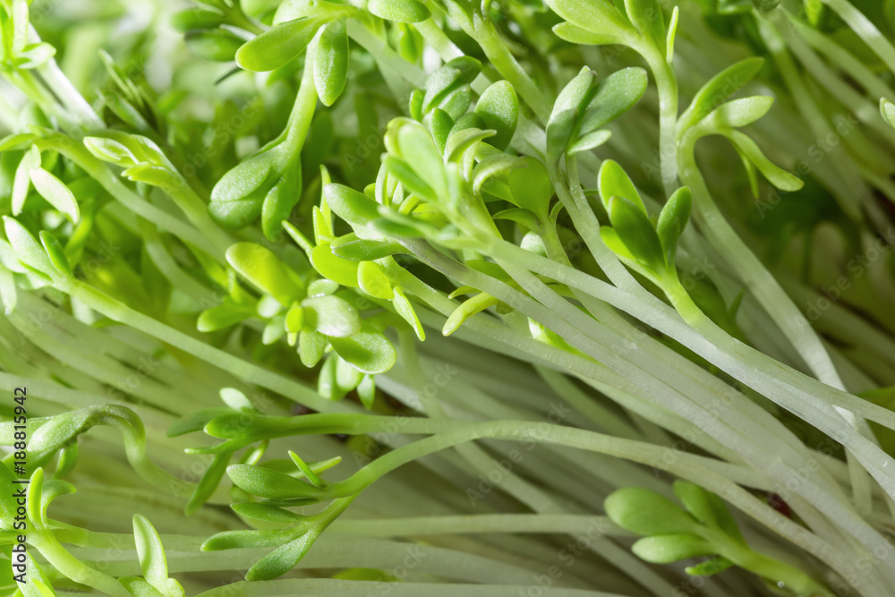Sprouts watercress, greens for vegetarians. Fresh herbs. Sprouts watercress, greens for vegetarians. Fresh herbs.
