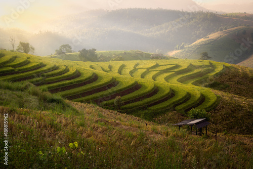 Rice field on terrace during sunset in Chiangmai, Thailand © tope007