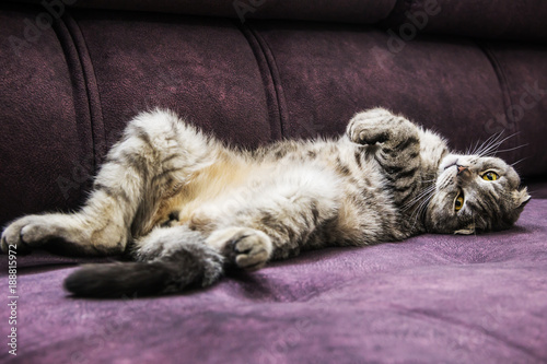 Fototapeta Naklejka Na Ścianę i Meble -  Scottish fold cat lying on the couch and watching the orange eyes