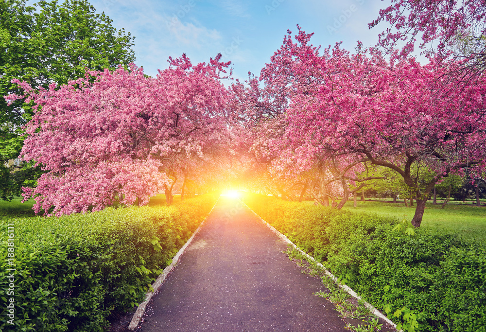 Park with alley of blossoming red apple trees. Park with alley of blossoming red apple trees.