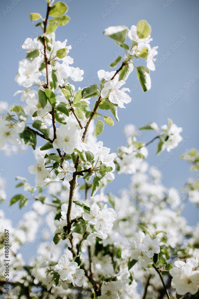 Apple blossoms at spring
