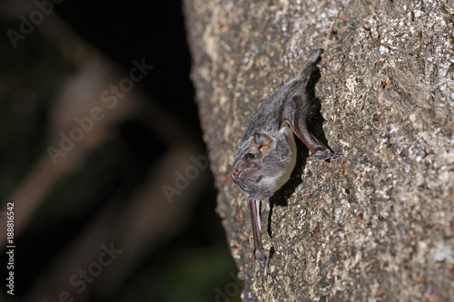 Mauritianischer Grabflatterer (Taphozous mauritianus) - Fledermaus auf Madagaskar photo