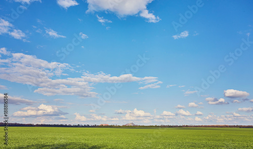 Field of green fresh grass