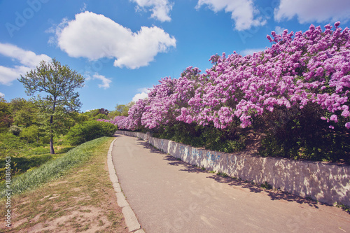 path in the park along the lilac trees