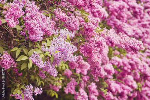 Spring flowers - blooming lilac flowers