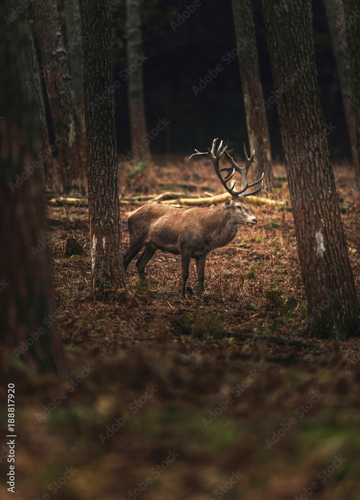 Fototapeta premium Solitary red deer stag in autumn forest. North Rhine-Westphalia, Germany