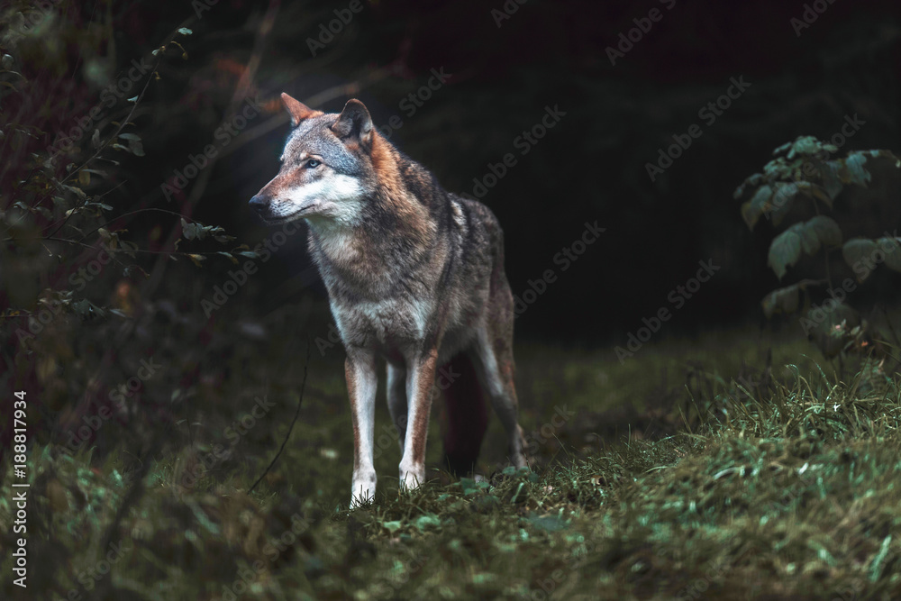 Naklejka premium Solitary gray wolf (Canis lupus) in dark forest. North Rhine-Westphalia, Germany