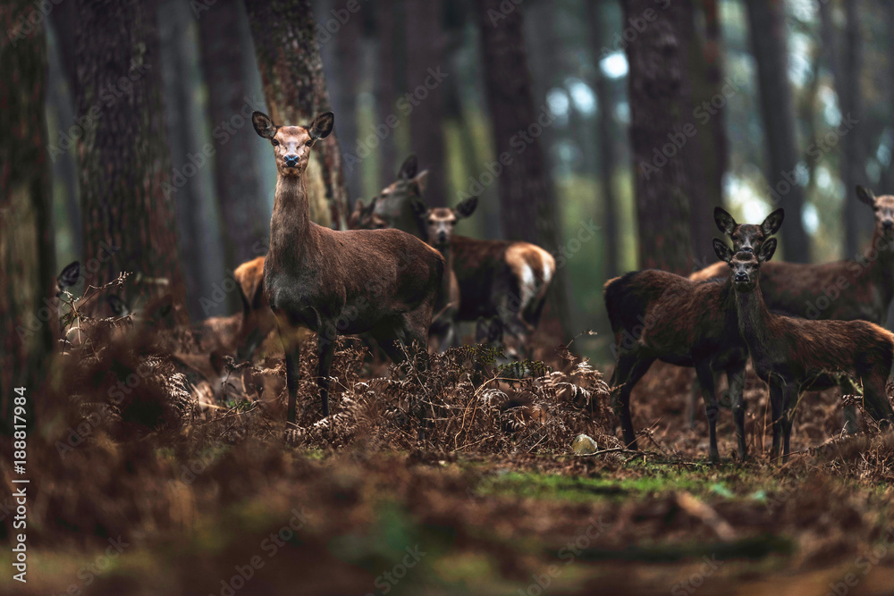 Group of red deer hinds in autumn pine forest. North Rhine-Westphalia, Germany