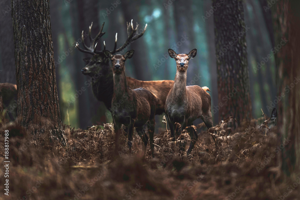 Fototapeta premium Red deer hind and stag in autumn forest. North Rhine-Westphalia, Germany