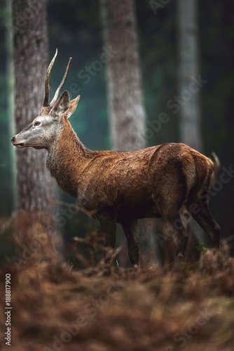 Red deer with pointed antlers in autumn forest. Side view. North Rhine-Westphalia, Germany