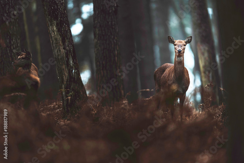Fotografia, Obraz Red deer hind in autumn forest. North Rhine-Westphalia, Germany