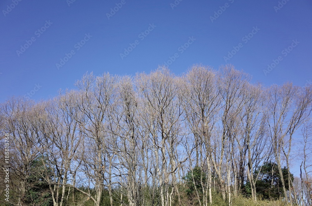 冬の青空 冬の青空